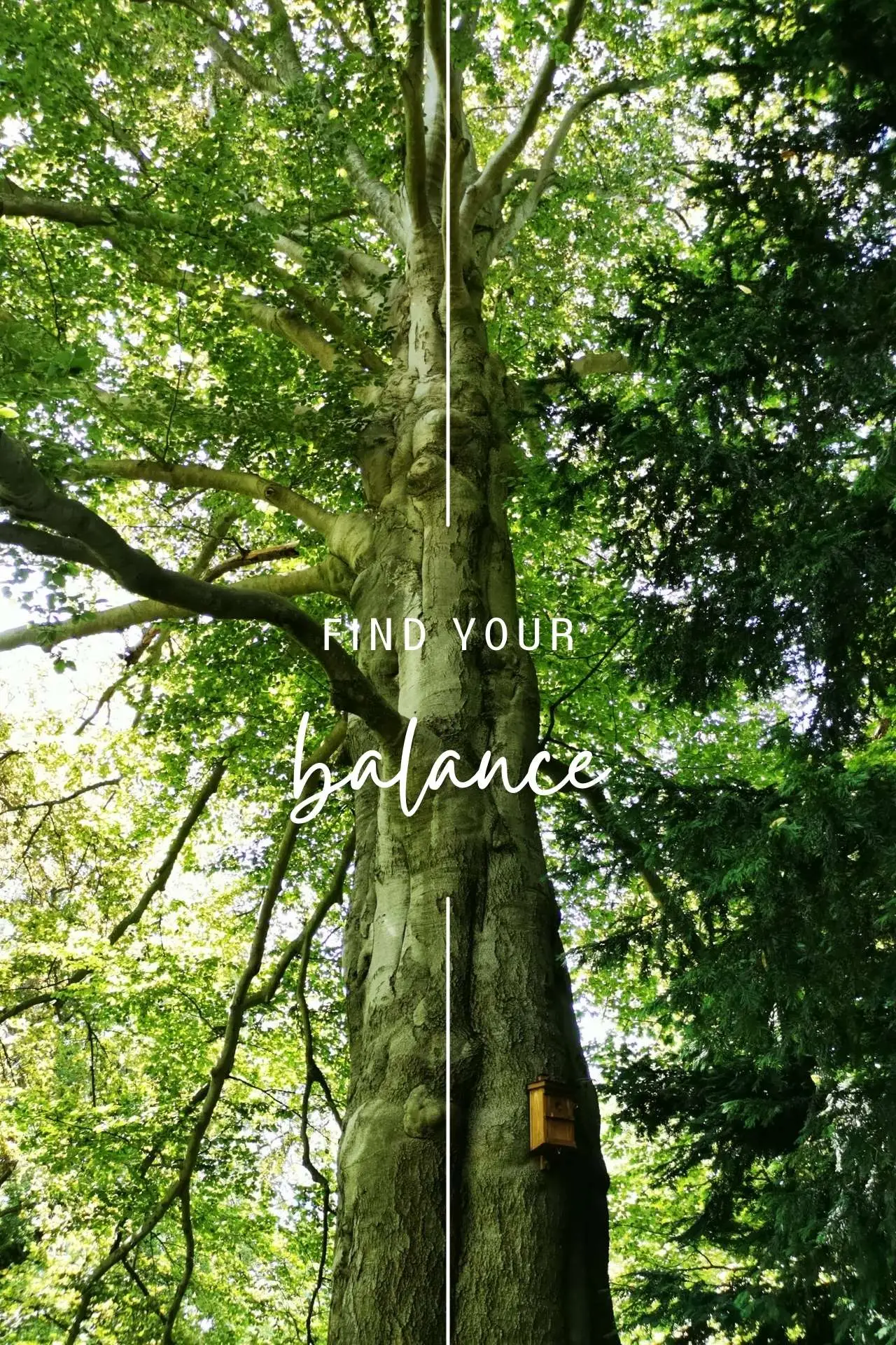 https://www.anja-giesselmann.com - Meditation